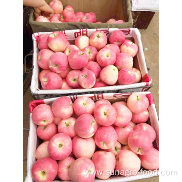 A large Chinese red star apple